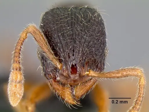 Lordomyrma bhutanensis specimen CASENT0097951 image casent0097951_2