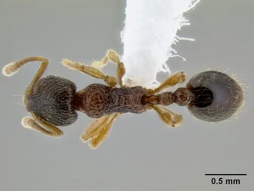 Lordomyrma bhutanensis specimen CASENT0106234 image casent0106234_1