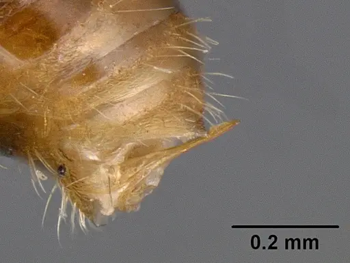 Lordomyrma bhutanensis specimen CASENT0126076 image casent0126076_1