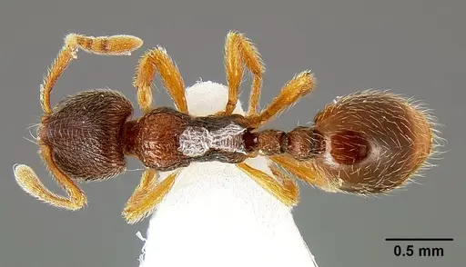 Lordomyrma bhutanensis specimen CASENT0171178 image casent0171178_1