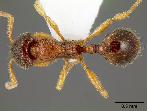 Lordomyrma bhutanensis specimen CASENT0171179 image casent0171179_1