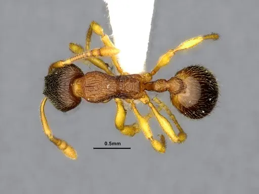 Lordomyrma bhutanensis specimen ZRC image zrc_ent00073846a_1