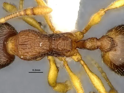 Lordomyrma bhutanensis specimen ZRC image zrc_ent00073846a_2