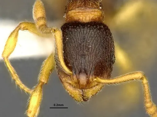 Lordomyrma bhutanensis specimen ZRC image zrc_ent00073846a_3