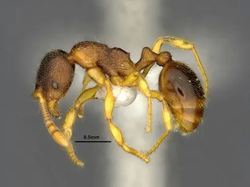 Lordomyrma bhutanensis specimen ZRC image zrc_ent00073846a_4