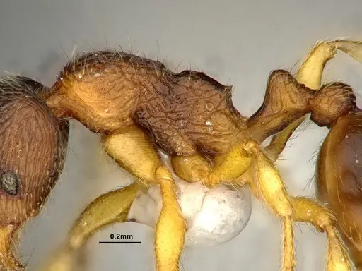 Lordomyrma bhutanensis specimen ZRC image zrc_ent00073846a_5