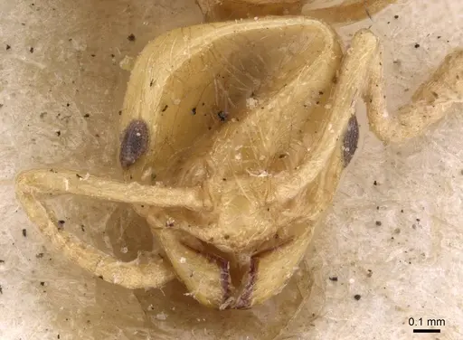 Lordomyrma caledonica specimen CASENT0908980 image casent0908980_2