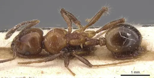Lordomyrma caledonica specimen CASENT0915402 image casent0915402_1