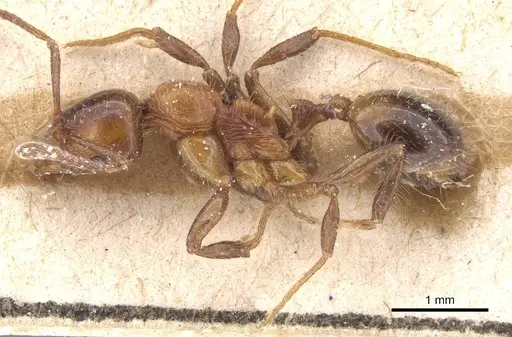 Lordomyrma caledonica specimen CASENT0915402 image casent0915402_3
