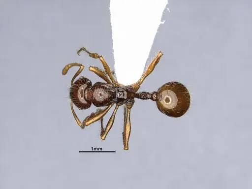 Lordomyrma caledonica specimen CASENT4032453 image casent4032453_1
