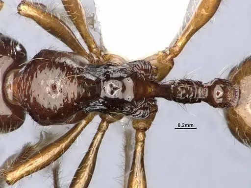 Lordomyrma caledonica specimen CASENT4032453 image casent4032453_2