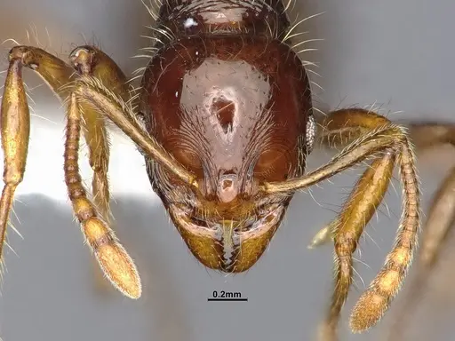 Lordomyrma caledonica specimen CASENT4032453 image casent4032453_3