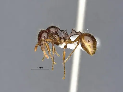 Lordomyrma caledonica specimen CASENT4032453 image casent4032453_4
