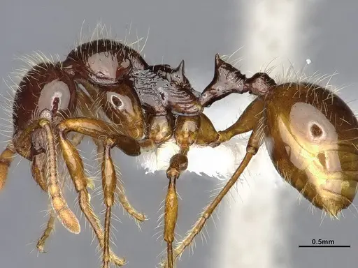 Lordomyrma caledonica specimen CASENT4032453 image casent4032453_5