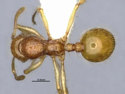 Lordomyrma caledonica specimen CASENT4032454 image casent4032454_1