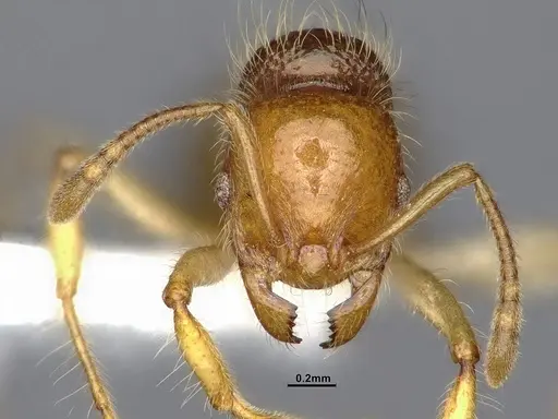 Lordomyrma caledonica specimen CASENT4032454 image casent4032454_2