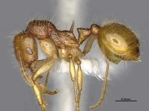 Lordomyrma caledonica specimen CASENT4032454 image casent4032454_3