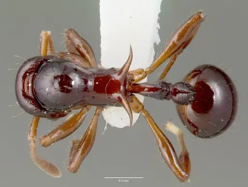 Lordomyrma crawleyi specimen CASENT0006154 image casent0006154_1