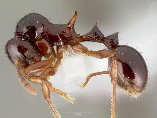 Lordomyrma crawleyi specimen CASENT0006154 image casent0006154_3