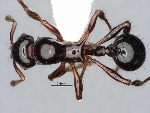 Lordomyrma crawleyi specimen CASENT0885528 image casent0885528_1