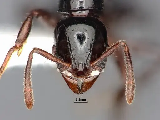 Lordomyrma crawleyi specimen CASENT0885528 image casent0885528_2
