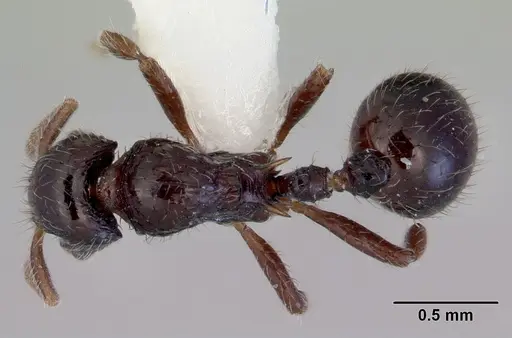 Lordomyrma cryptocera specimen CASENT0172481 image casent0172481_1