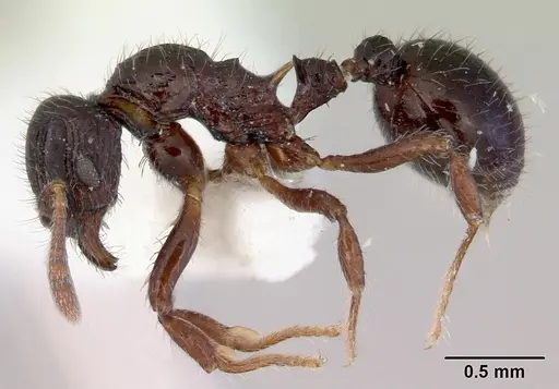 Lordomyrma cryptocera specimen CASENT0172481 image casent0172481_3