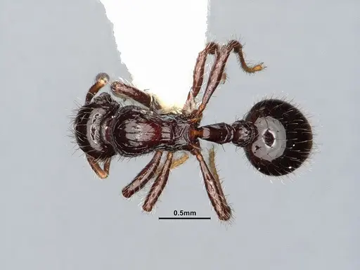 Lordomyrma cryptocera specimen CASENT0884867 image casent0884867_1