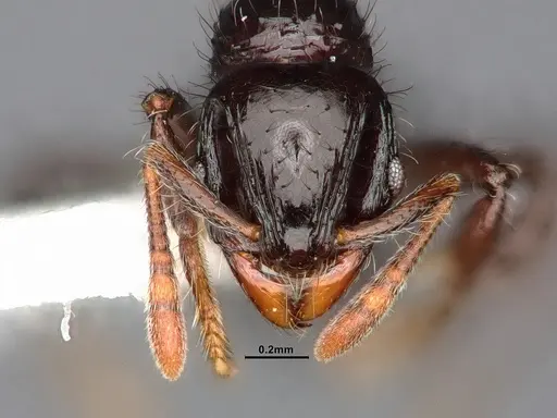 Lordomyrma cryptocera specimen CASENT0884867 image casent0884867_2