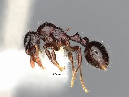 Lordomyrma cryptocera specimen CASENT0884867 image casent0884867_3