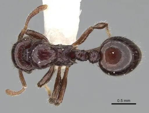 Lordomyrma cryptocera specimen CASENT0922237 image casent0922237_1