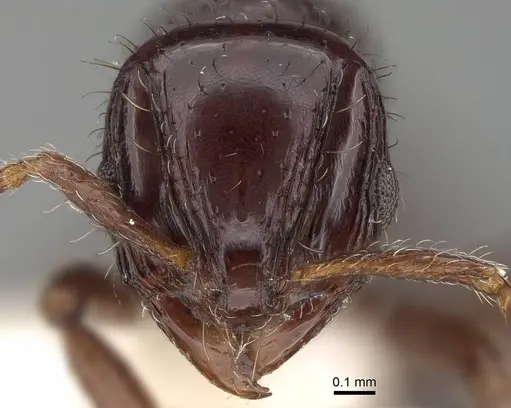 Lordomyrma cryptocera specimen CASENT0922237 image casent0922237_2