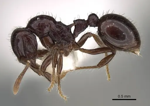 Lordomyrma cryptocera specimen CASENT0922237 image casent0922237_3