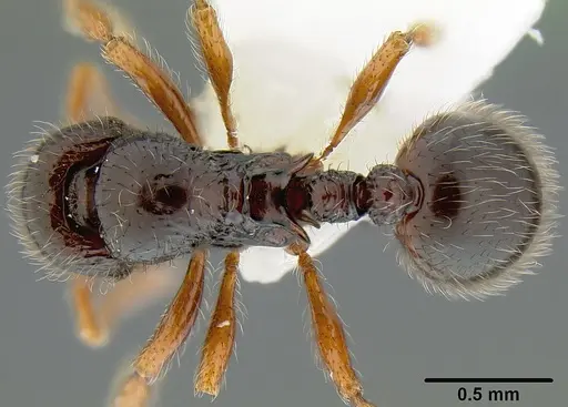 Lordomyrma curvata specimen CASENT0171008 image casent0171008_1