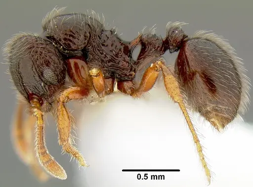 Lordomyrma curvata specimen CASENT0171008 image casent0171008_3