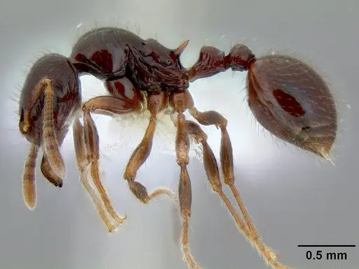 Lordomyrma desupra specimen CASENT0106145 image casent0106145_3