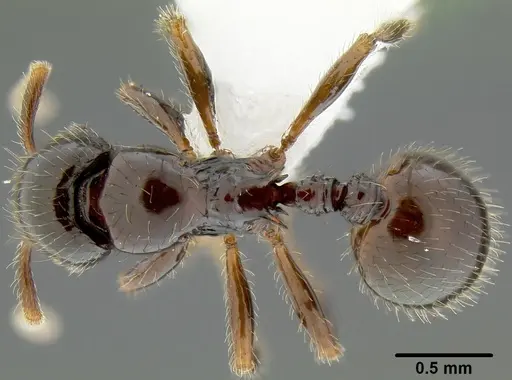 Lordomyrma desupra specimen CASENT0171002 image casent0171002_1