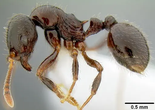 Lordomyrma desupra specimen CASENT0171002 image casent0171002_3