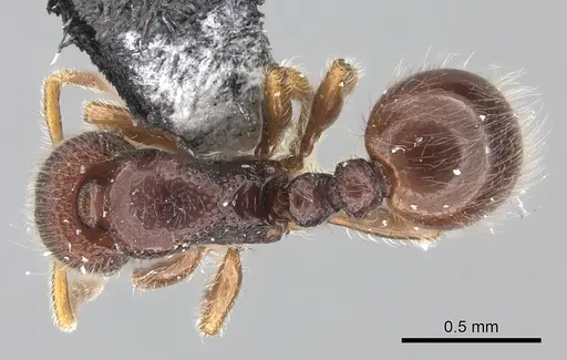 Lordomyrma epinotalis specimen CASENT0219728 image casent0219728_1
