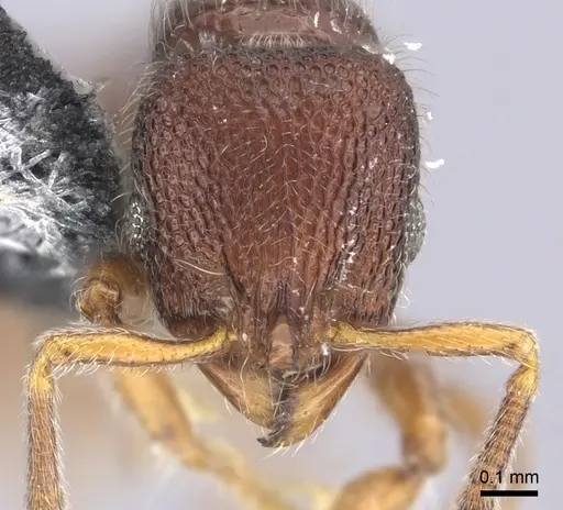 Lordomyrma epinotalis specimen CASENT0219728 image casent0219728_2