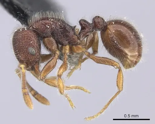 Lordomyrma epinotalis specimen CASENT0219728 image casent0219728_3