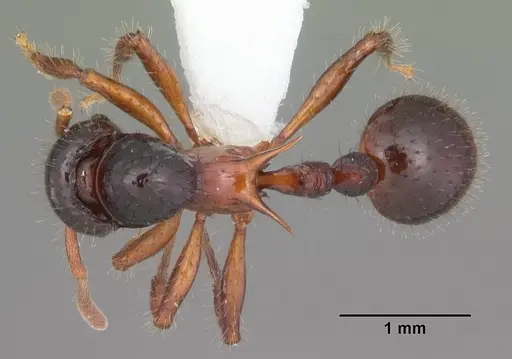Lordomyrma furcifera specimen CASENT0106337 image casent0106337_1