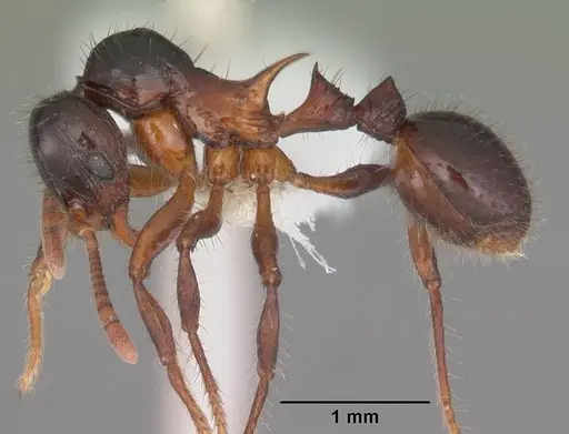 Lordomyrma furcifera specimen CASENT0106337 image casent0106337_3
