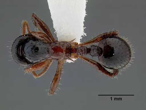 Lordomyrma furcifera specimen CASENT0106340 image casent0106340_1