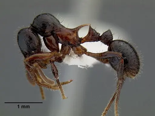 Lordomyrma furcifera specimen CASENT0106340 image casent0106340_3