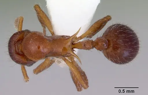 Lordomyrma furcifera specimen CASENT0172482 image casent0172482_1