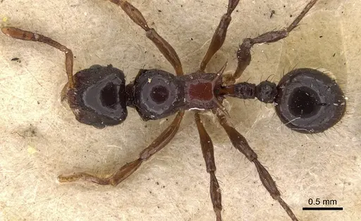 Lordomyrma furcifera specimen CASENT0900968 image casent0900968_1