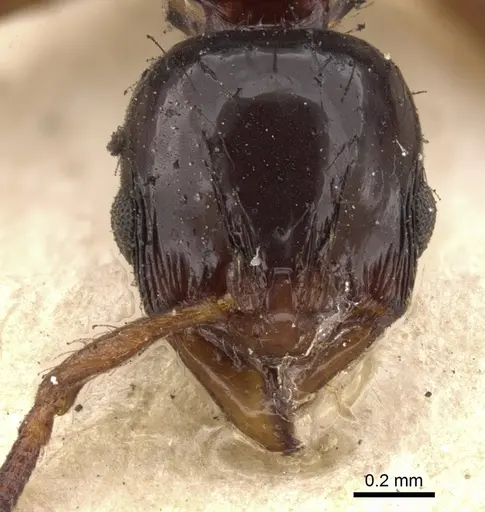 Lordomyrma furcifera specimen CASENT0900968 image casent0900968_2