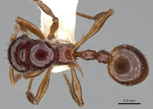 Lordomyrma furcifera specimen CASENT0922236 image casent0922236_1