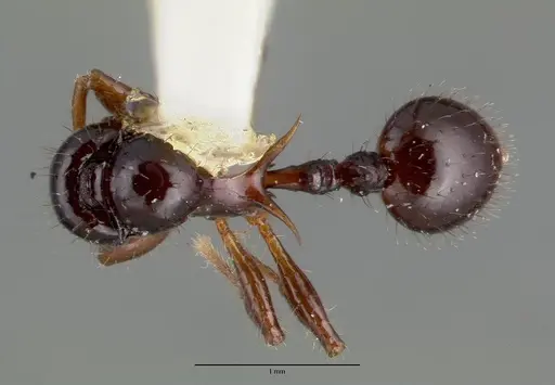 Lordomyrma furcifera specimen CASTYPE06937 image castype06937_1